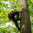 Utilisation des grimpettes d'élagage Steel Climbers de Notch